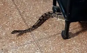 ¡De terror! Familia encuentra enorme serpiente en su vivienda en Surco