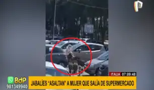 Jabalíes “asaltan” a mujer: le quitaron bolsa con alimentos cuando salía de supermercado