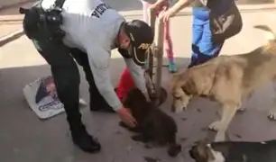 Policías y bomberos rescataron a perrito que cayó a buzón en Cusco
