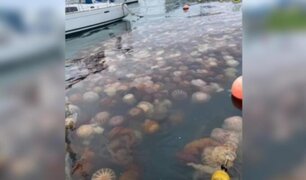 ¿A qué se debe la gran cantidad de medusas en la costa del Callao?