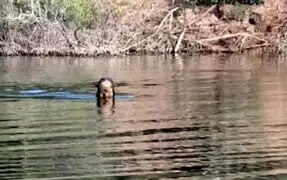 Argentina: hallan nutria gigante que se creía extinta desde hace casi 100 años