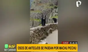 Osos de anteojos son captados paseando en ciudadela de Machu Picchu