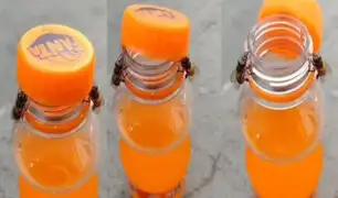 ¡Asombroso! Dos abejas trabajan sincronizadamente para destapar una botella