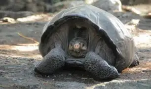 Ecuador: descubren especie de tortuga que se creía extinta