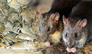 Australia atraviesa la peor plaga de ratones en años