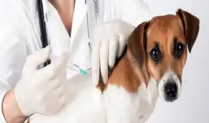 Animales en Rusia comenzaron a ser vacunados contra el coronavirus