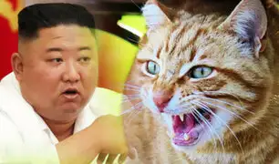 Kim Jong-un ordena eliminar gatos y palomas para evitar contagios de COVID-19