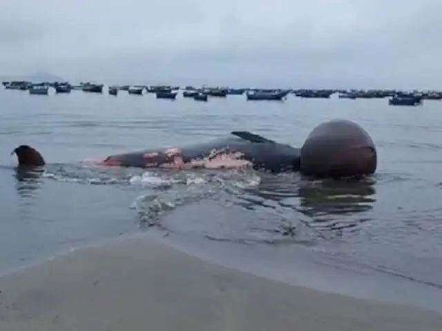 Ballena de 10 metros  de longitud aparece muerta en la playa El Dorado de Nuevo Chimbote