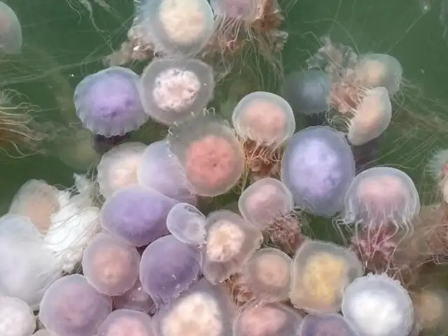 Callao: reportan gran cantidad de medusas en La Punta