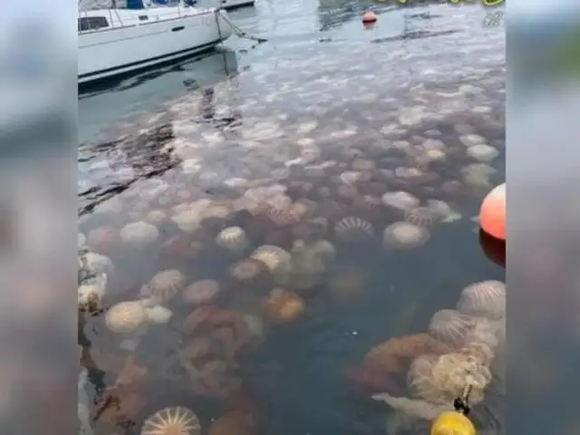 ¿A qué se debe la gran cantidad de medusas en la costa del Callao?