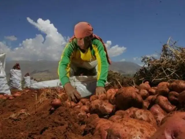Conozca qué variedad de papa peruana podría ser cultivada por futuros colonos en Marte