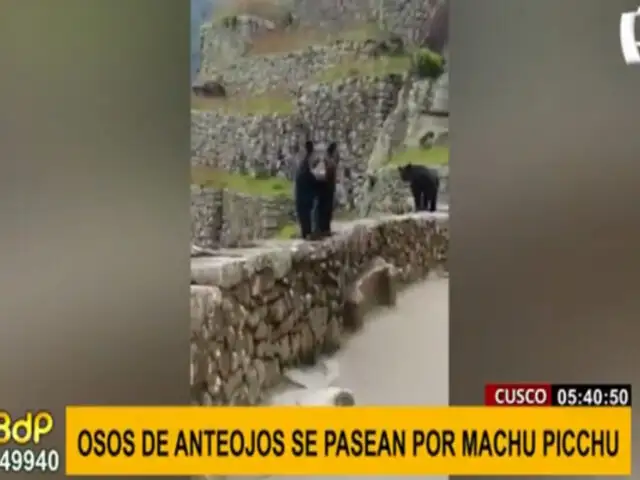 Osos de anteojos son captados paseando en ciudadela de Machu Picchu