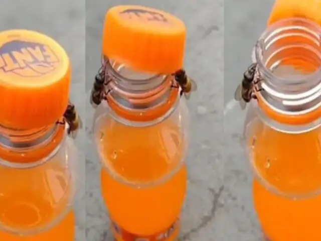 ¡Asombroso! Dos abejas trabajan sincronizadamente para destapar una botella
