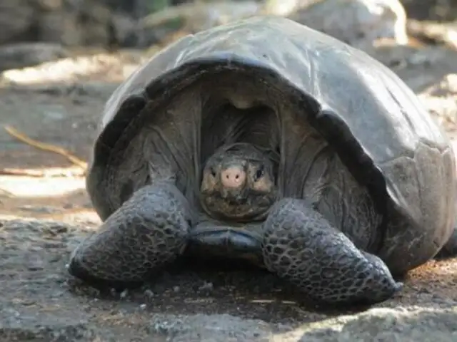 Ecuador: descubren especie de tortuga que se creía extinta