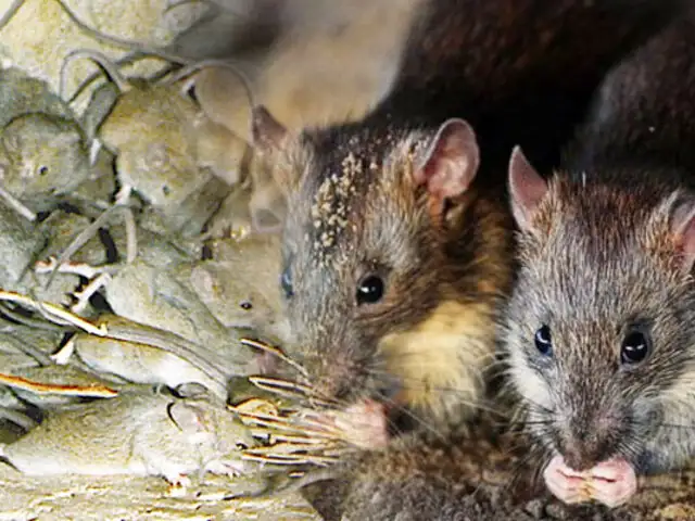 Australia atraviesa la peor plaga de ratones en años