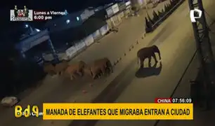 China: manada de elefantes transita por las calles de una ciudad y genera alarma