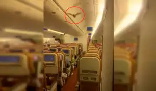 ¡Terror a bordo! Murciélago desata pánico en avión y obliga a un aterrizaje de emergencia