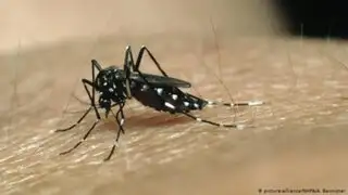 Diresa informa que casos de dengue continúan en aumento en la provincia de Pisco