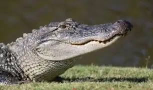 Florida: joven salva de morir tras ser mordido por caimán en la cabeza
