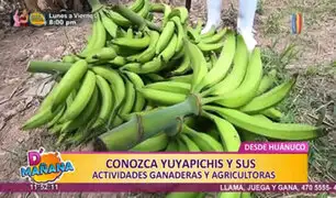D’Mañana desde Huánuco: conozca a Yuyapichis y sus actividades ganaderas y agrícolas