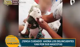 ¡Tenga cuidado! Delincuentes roban mascotas en las calles de Lima