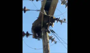 EEUU: oso queda atrapado en poste de electricidad y provoca corte de luz