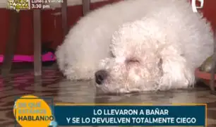 Llevan a su cachorro para un baño en la veterinaria y se lo devuelven totalmente ciego