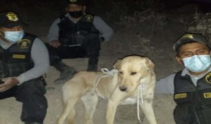 Serenos y policías rescatan a perrito callejero que cayó a quebrada en Arequipa