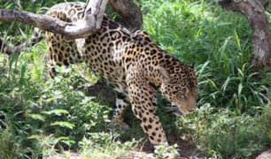 Fauna silvestre: tráfico ilegal amenaza a más de 300 especies en Perú