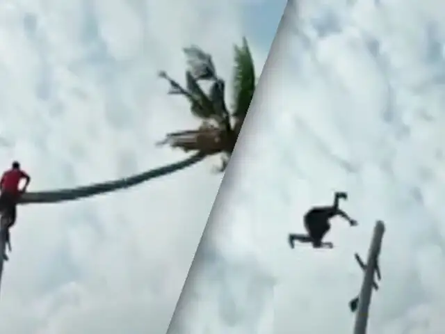 Hombre es catapultado al cortar la copa de una gigantesca palmera inclinada