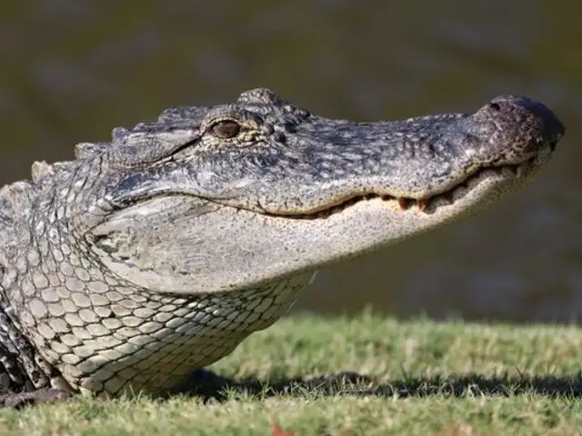 Florida: joven salva de morir tras ser mordido por caimán en la cabeza