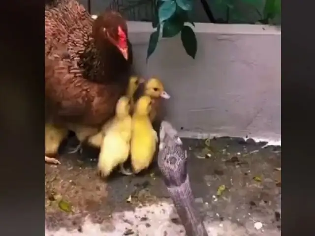 Viral: Gallina se enfrenta a una cobra para defender a patitos recién nacidos