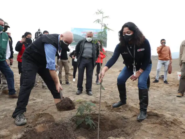 Ancón: plantan primeros árboles de la Franja Verde en la nueva Ciudad Bicentenario