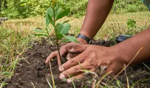 Proyecto Forestal 2021: reforestarán suelos degradados por cultivos ilícitos en el Vraem