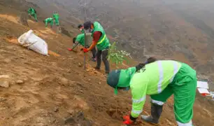 El Agustino: ante recientes sismos plantan árboles en cerros para evitar caída de rocas y tierra