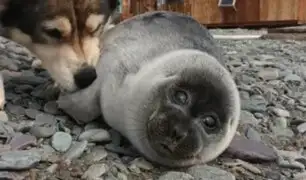 Familia rescata y adopta a pequeña foca: perro se convierte en su fiel compañero