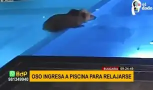 Viral: oso aprovecha piscina cerrada por invierno para relajarse y nadar