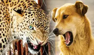 Leopardo ataca a un perro y este escapa milagrosamente