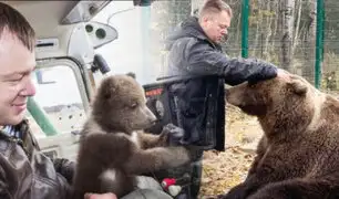 Pilotos adoptaron un oso que llegó a un aeródromo