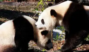 China: pandas gigantes fueron retirados de la lista de animales en peligro de extinción