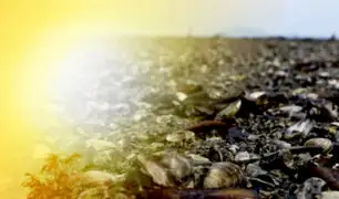 Millones de mejillones habrían muerto “cocidos” por ola de calor en Canadá