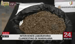 Intervienen laboratorio clandestino de marihuana en Surco
