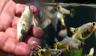 Arrojan miles de peces desde avión para repoblar la fauna de un lago