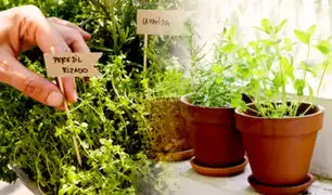 D’Mañana: ¿cómo cultivar plantas medicinales y aromáticas en casa?