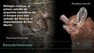 San Martín: descubren 29 especies de mamíferos pequeños en bosque seco más aislado del Perú