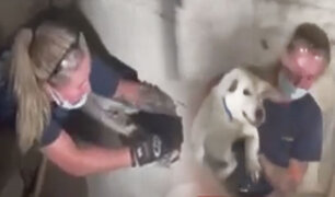Rescatan a una perrita que estuvo atrapada cinco días en un sótano
