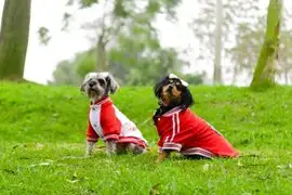 Fiestas Patrias: organizan concurso canino de disfraces en clubes zonales