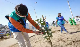 Serpar plantará 1.500 árboles en la avenida Separadora Industrial en Villa El Salvador