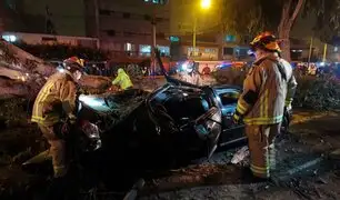 Surco: seis personas resultaron heridas luego de que árbol cayera sobre dos autos