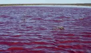 Laguna se tiñó de “rosa” por polución de industrias pesqueras